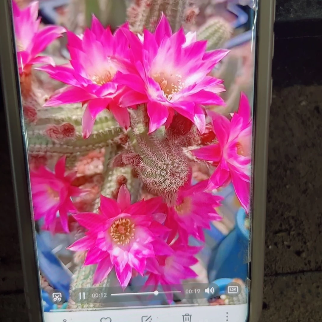 下68白檀伊蒂斯根6公分左右脱土发货20包邮