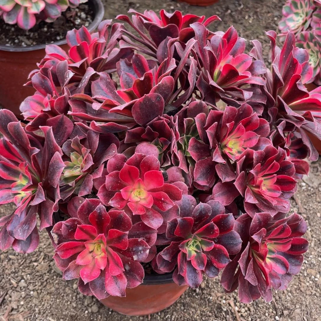 331美杜莎绣球精品法师老桩