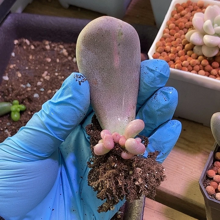 油煎丸子锦多肉植物