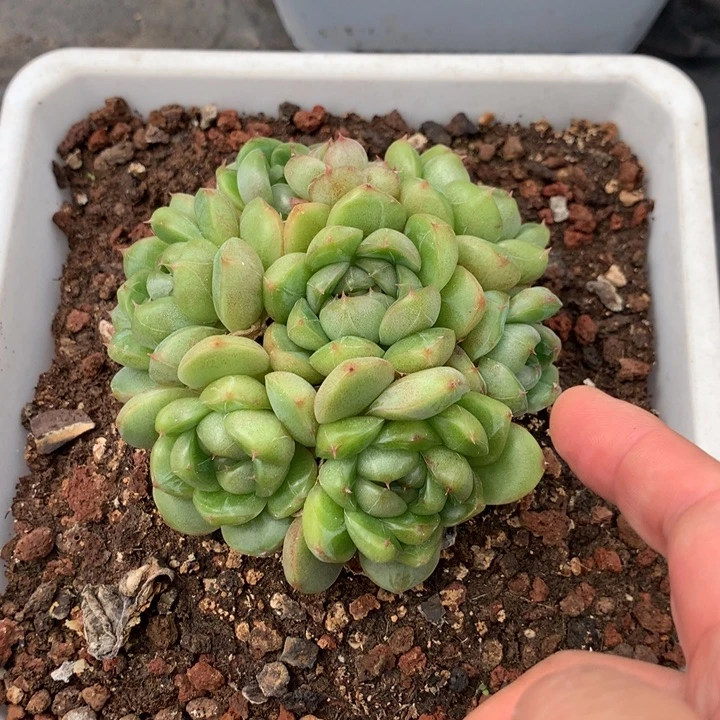 琦***喵琦琦皮埃拉珍妮群