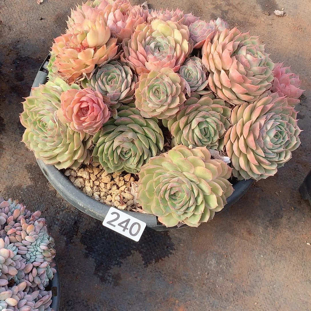 240昂斯诺 一物一拍多肉