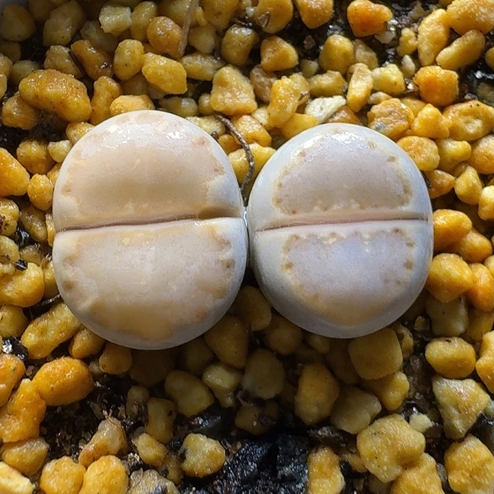 生石花2:：。在。 32号