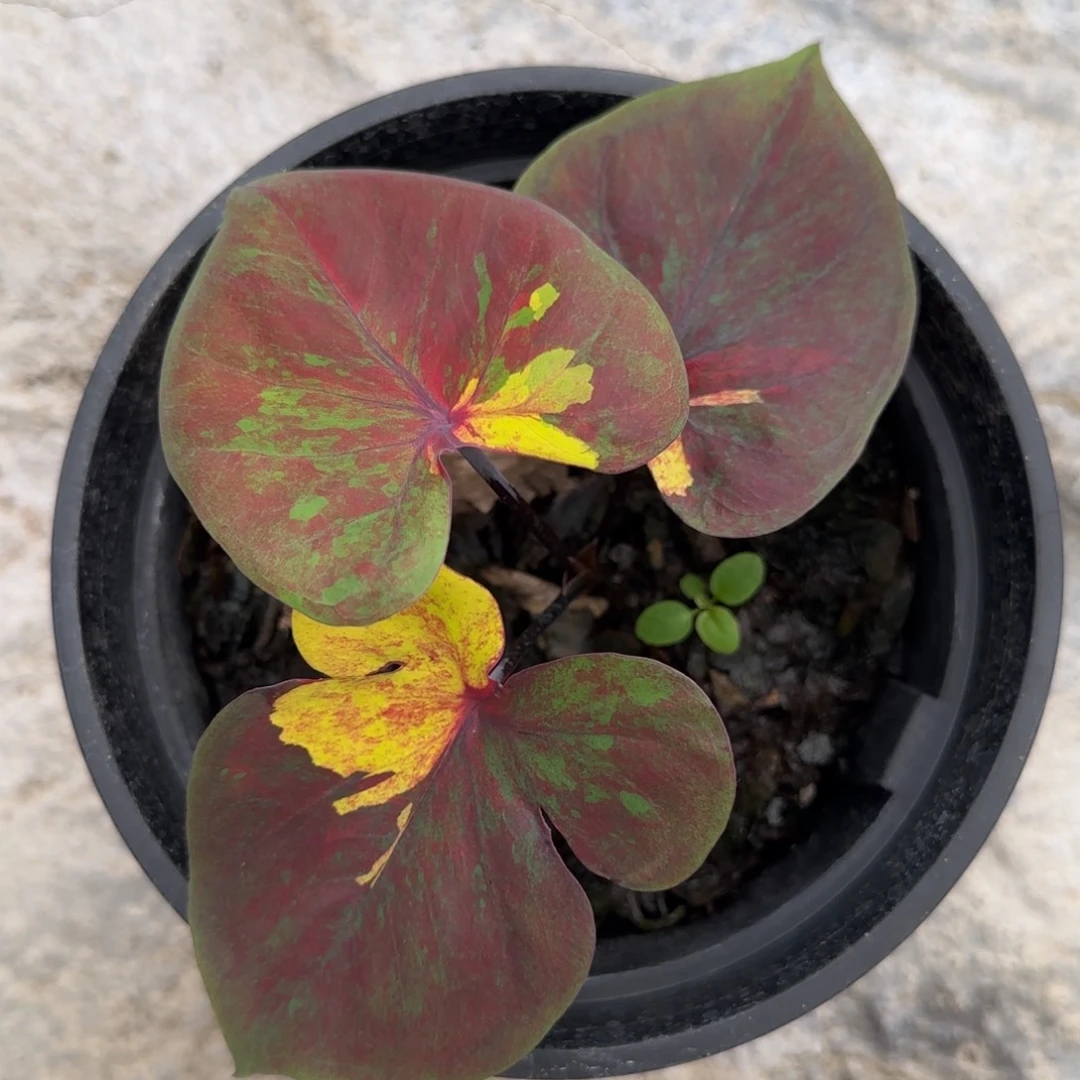 29-1022广东发货落日天空