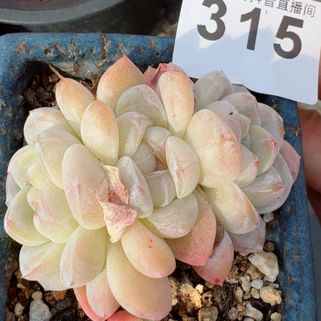 冰玉群生整装无砍