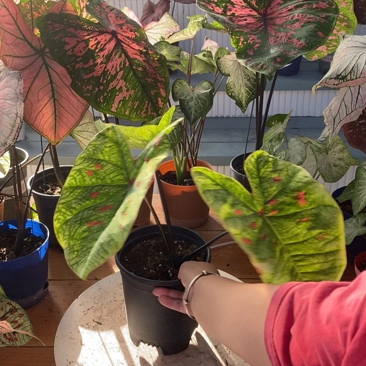 完全开放抹茶红豆微瑕