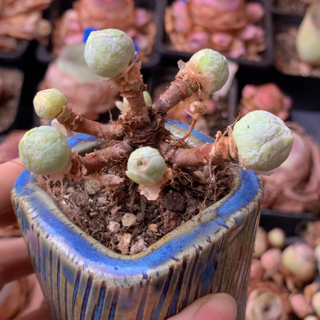 。***。一物一拍星辰福利699