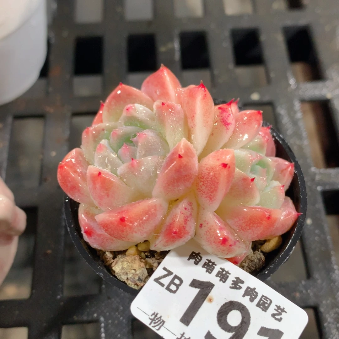 肉萌萌拇指盆精控多肉ZB191