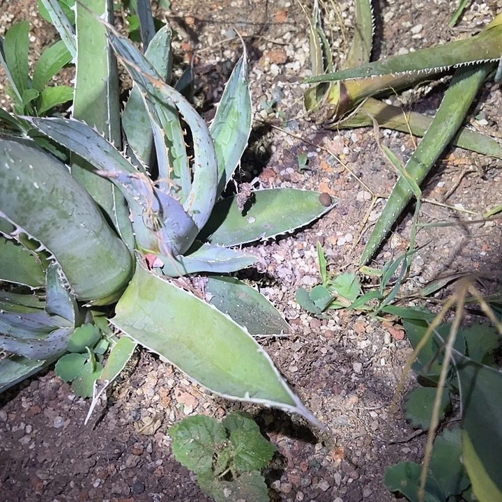 满背刺帝释天龙舌兰侧芽