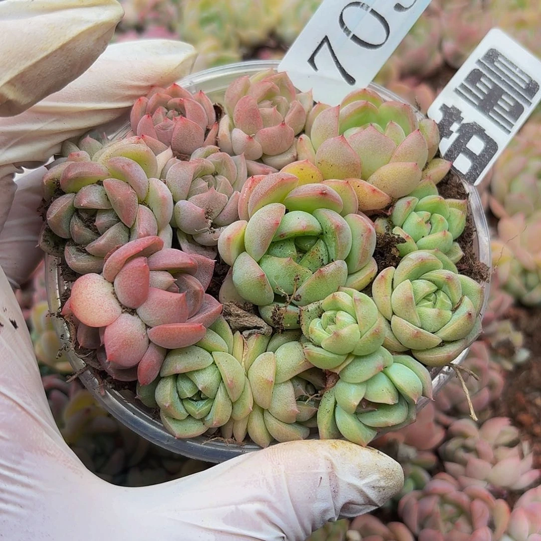 多肉植物多肉植物705量拍