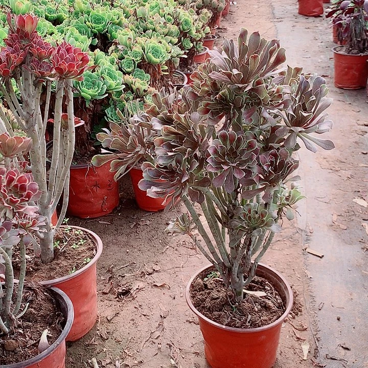 慢***茶灰法师多肉植物法师63号