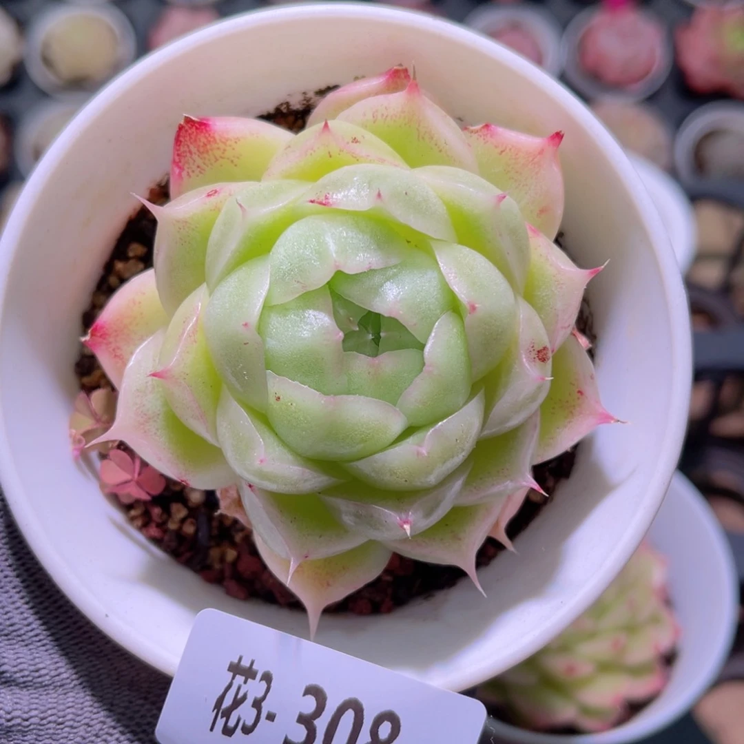 花03-308麦秆单头