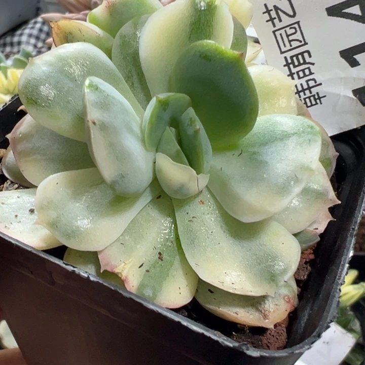 草莓蛋糕锦多肉植物1140