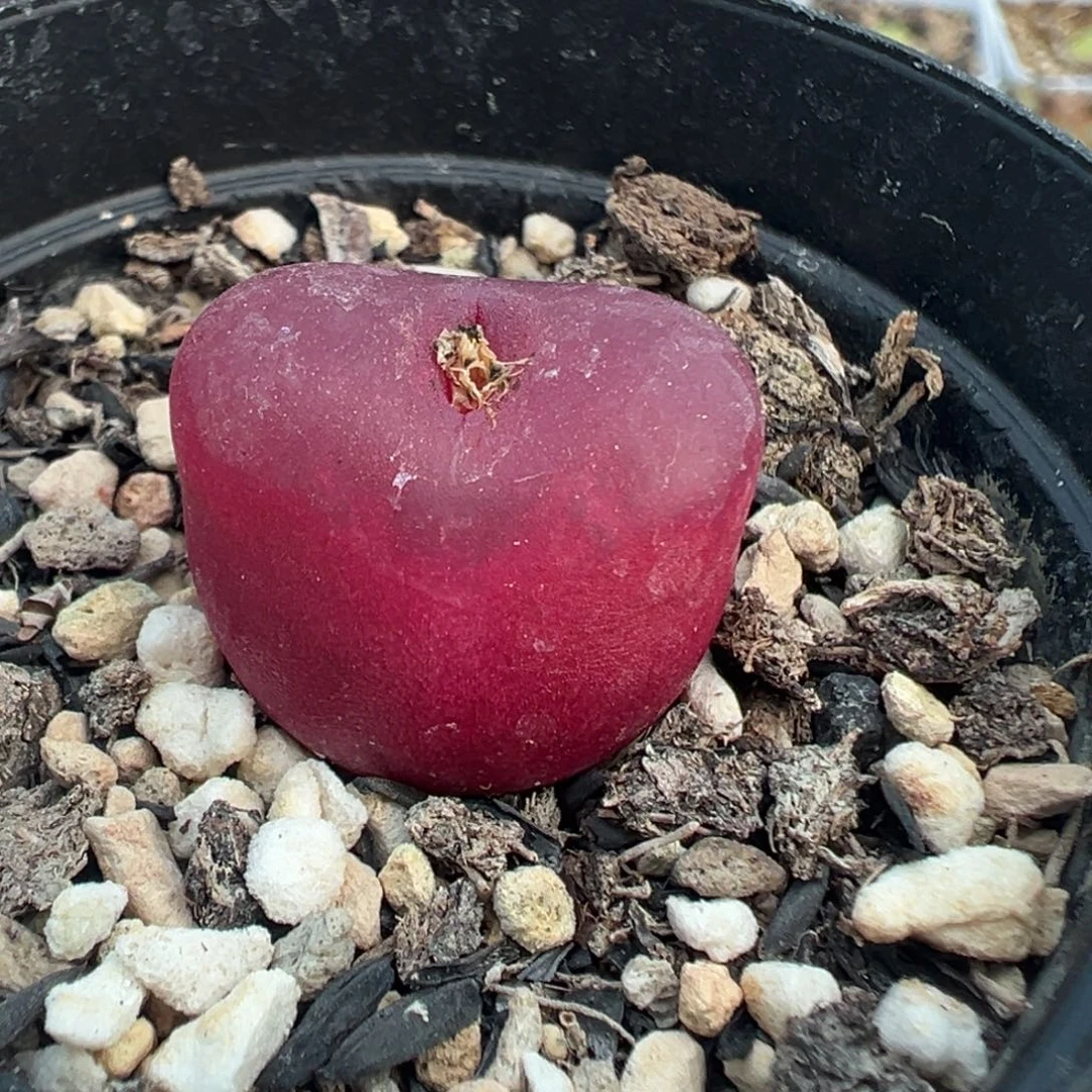 110毛汉尼带盆土发货