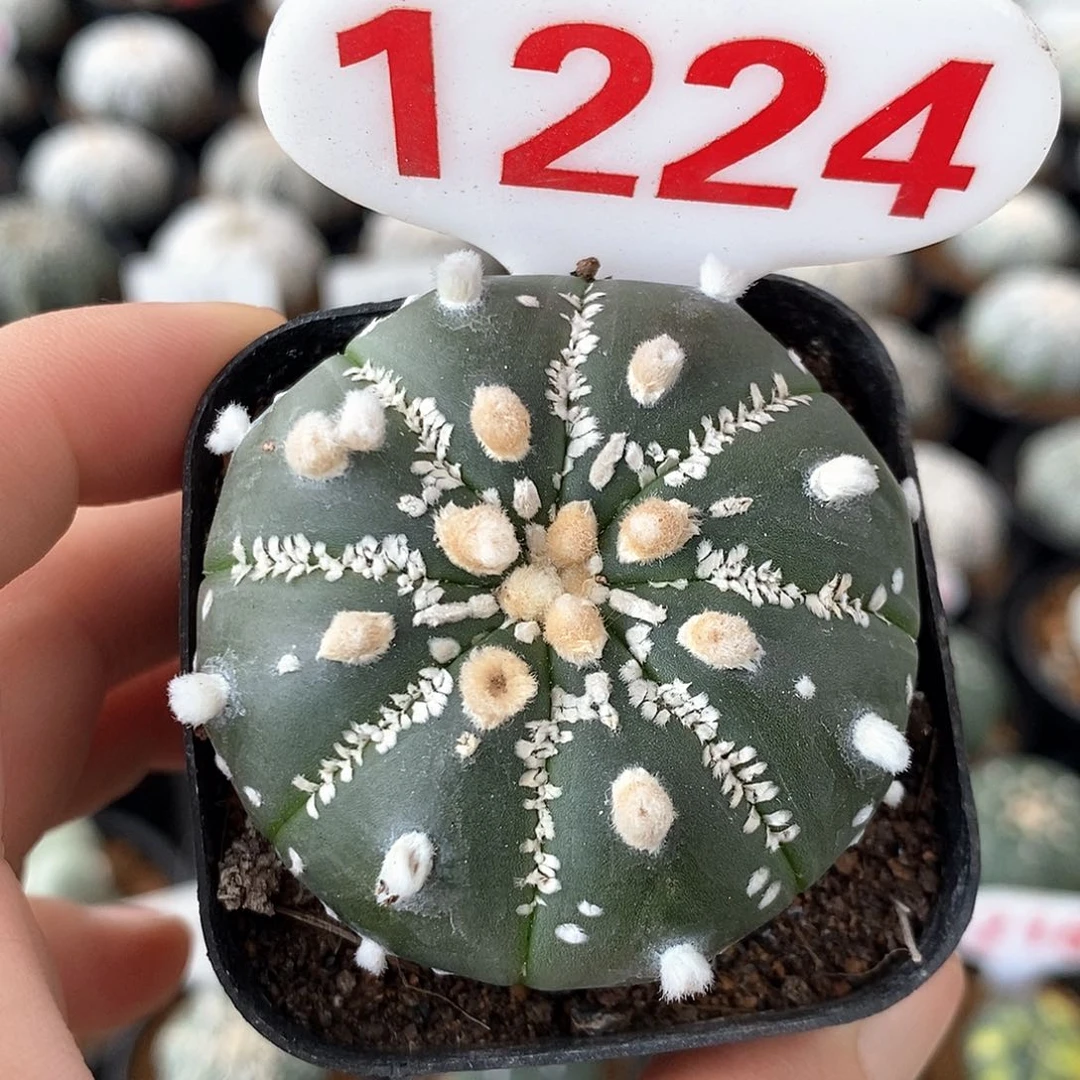 1224美纹系列产品