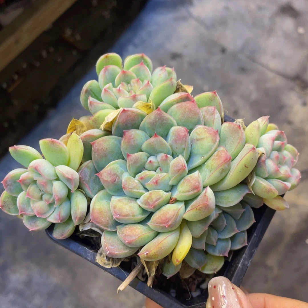 多肉植物盆栽多肉