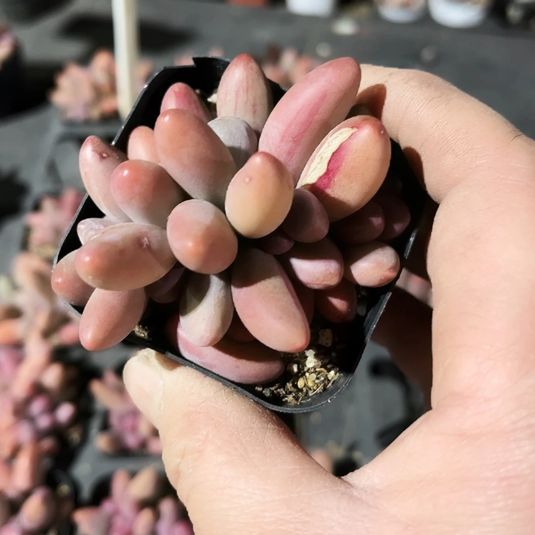 吴**-235多肉植物提取萃取剂