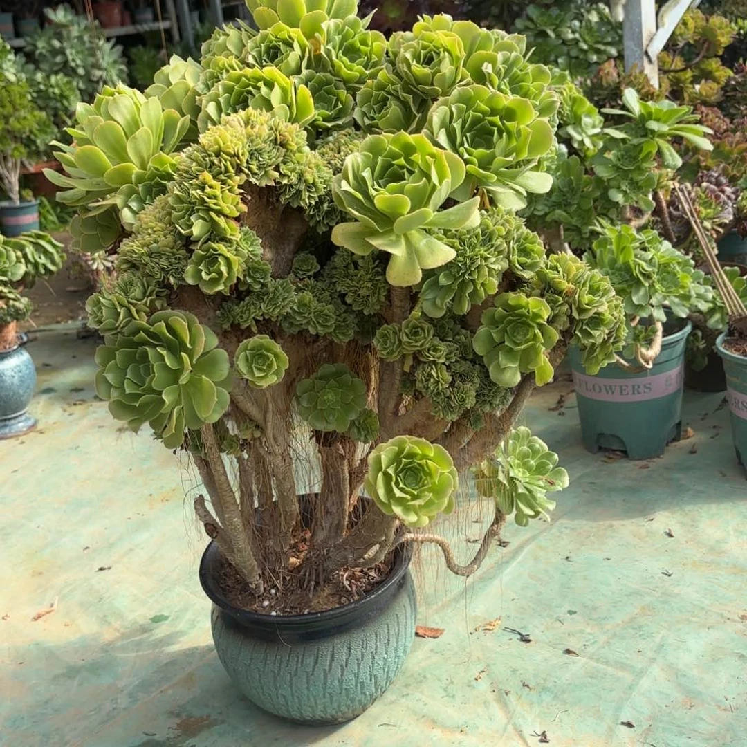 红陶哈哈哈哈哈哈