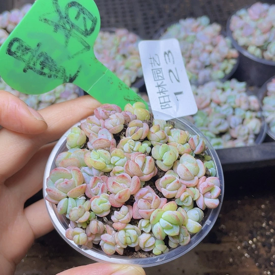 量拍多肉植物多肉植物123