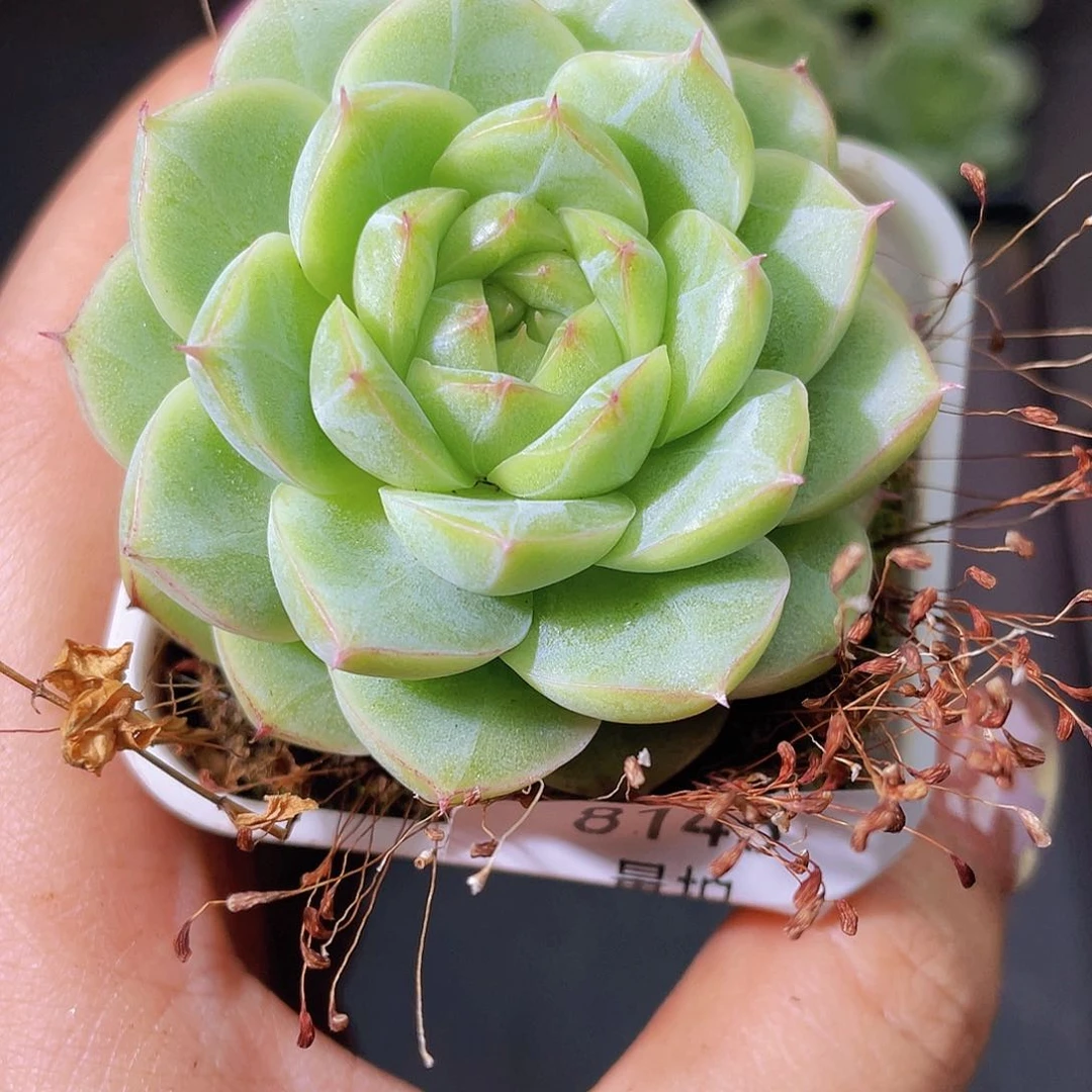 8145白体蔷薇量拍一颗