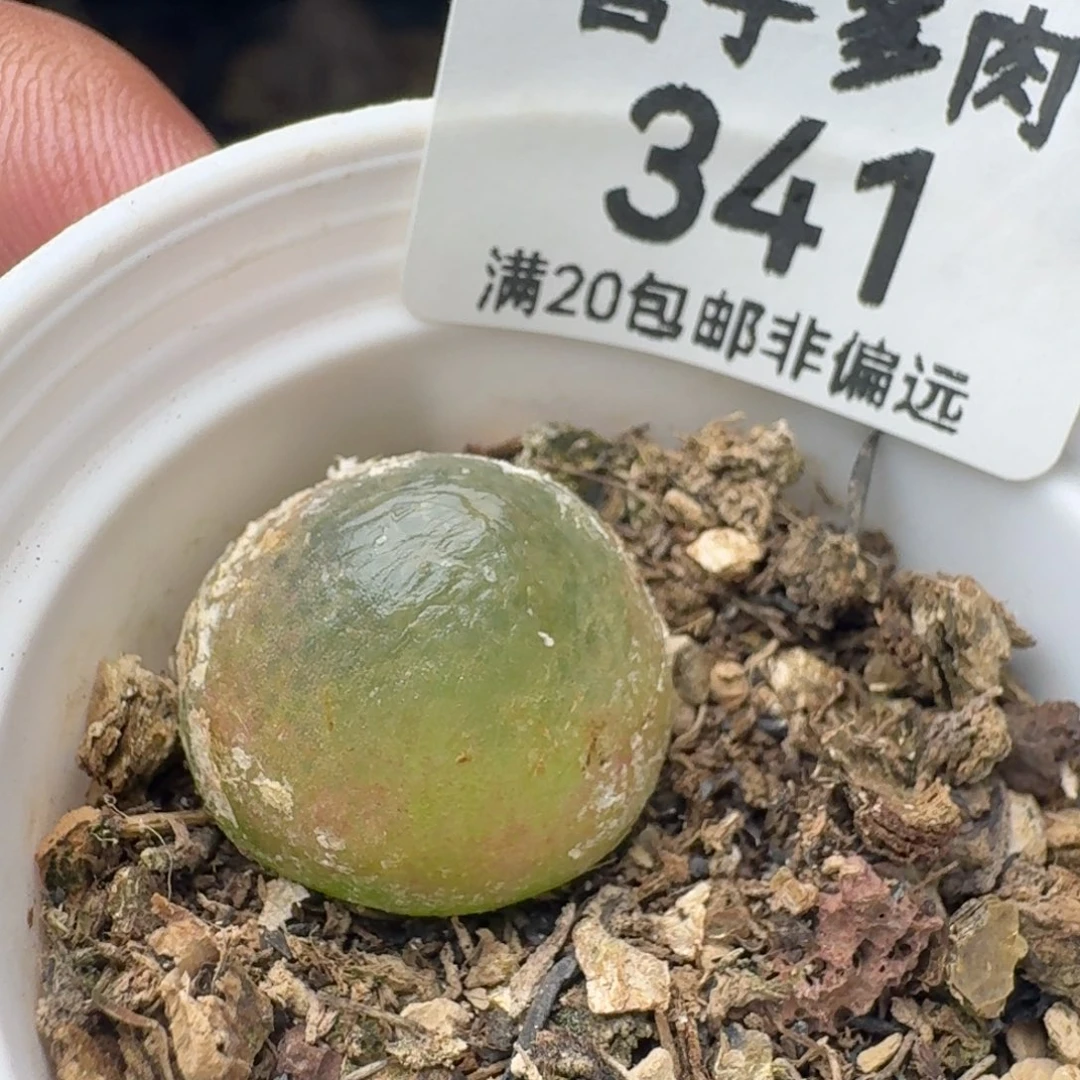灯泡1.8带盆土