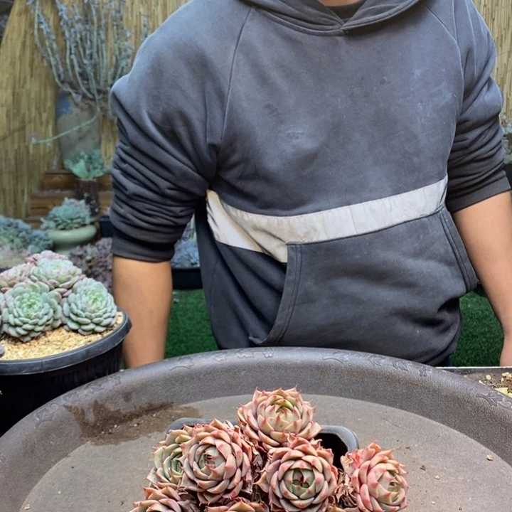 壹***心994号苯巴多肉植物