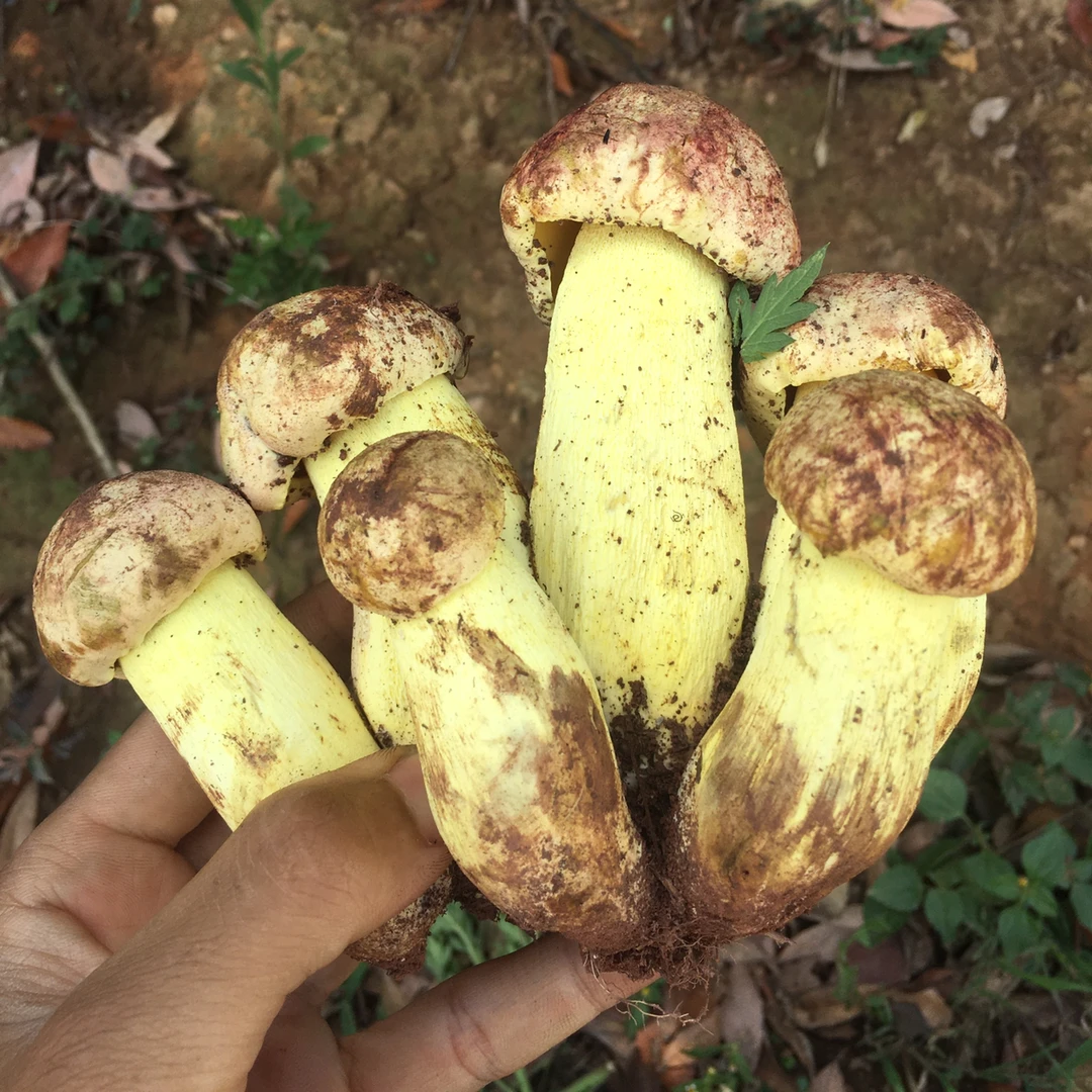 云南深山美味野生菌 白葱牛肝菌 鲜香味美 顺丰空运冷链发货