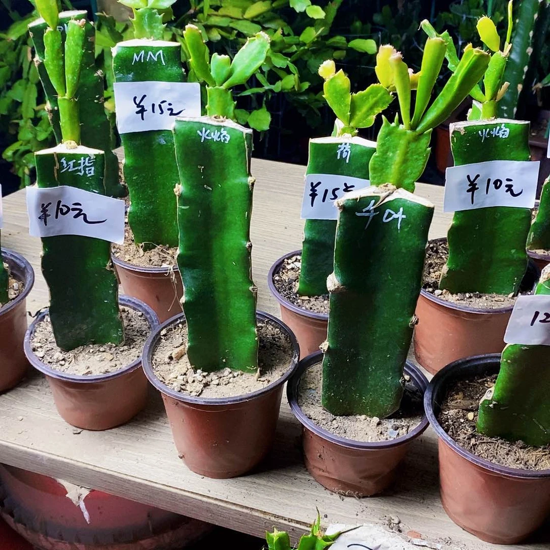 无花朵燕*2火焰➕千叶