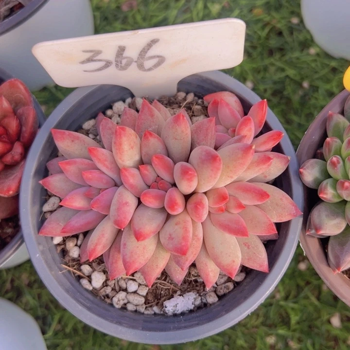 健健康康平平安安