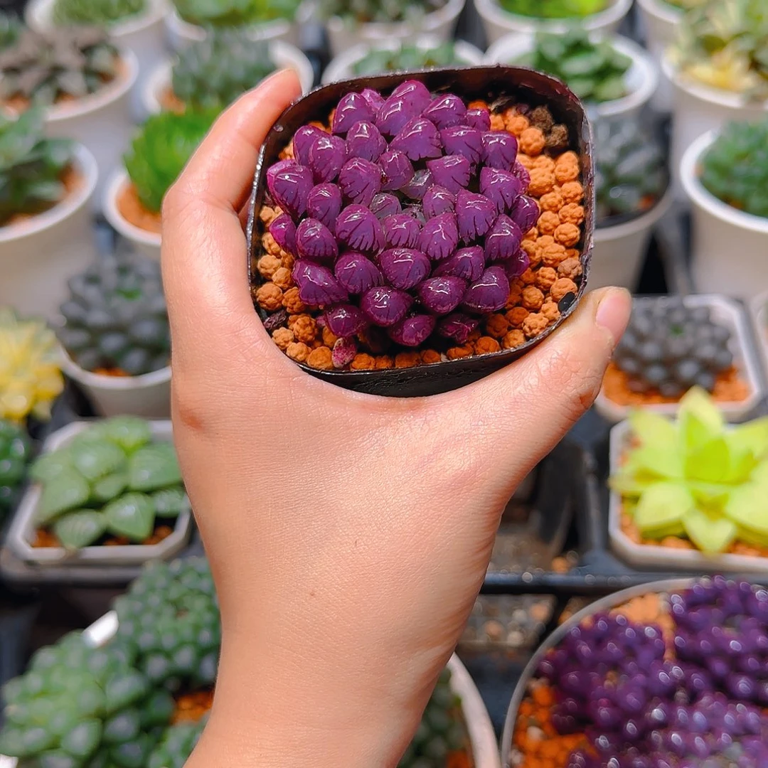 紫宝石冰灯玉露，原盆