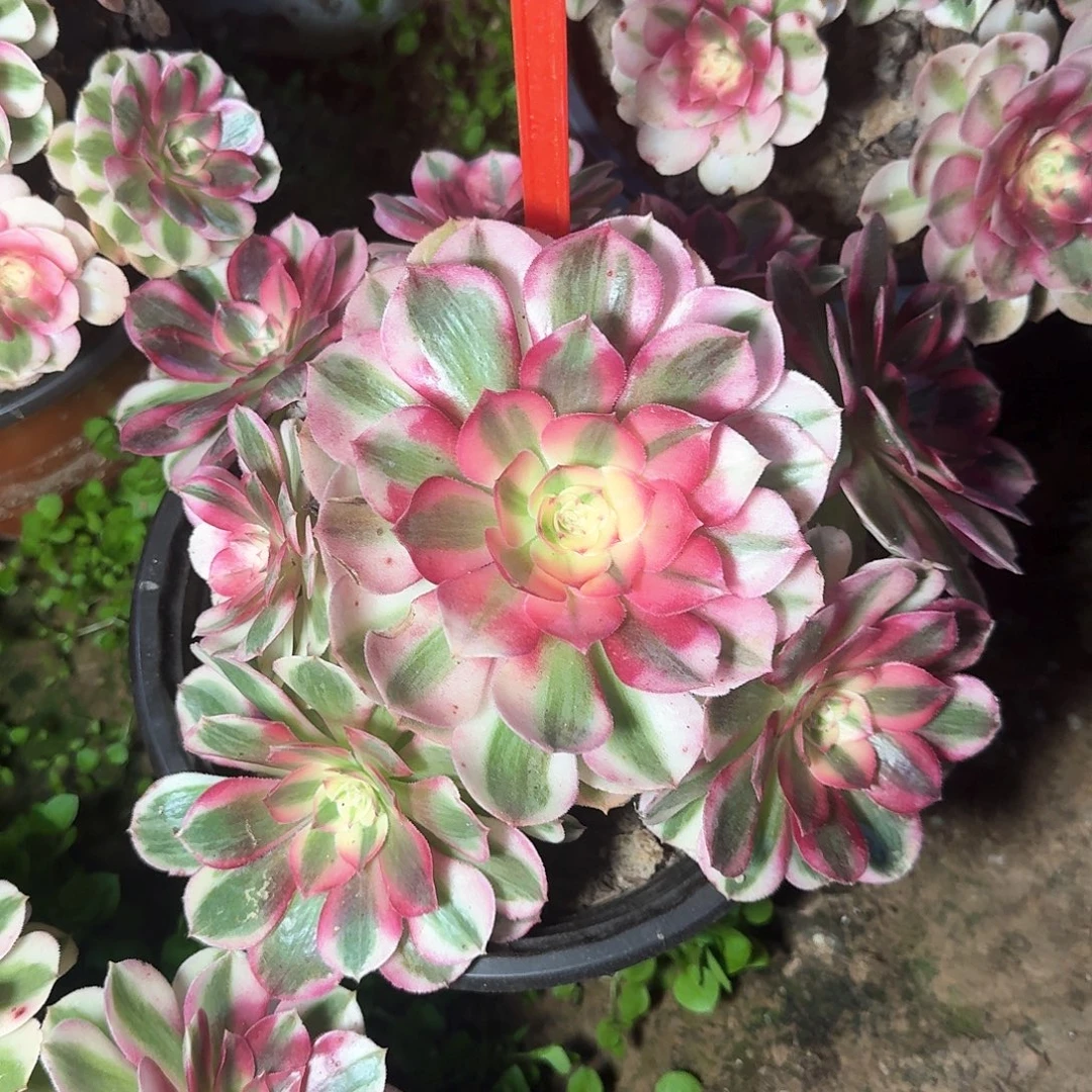 4140倾城多肉法师