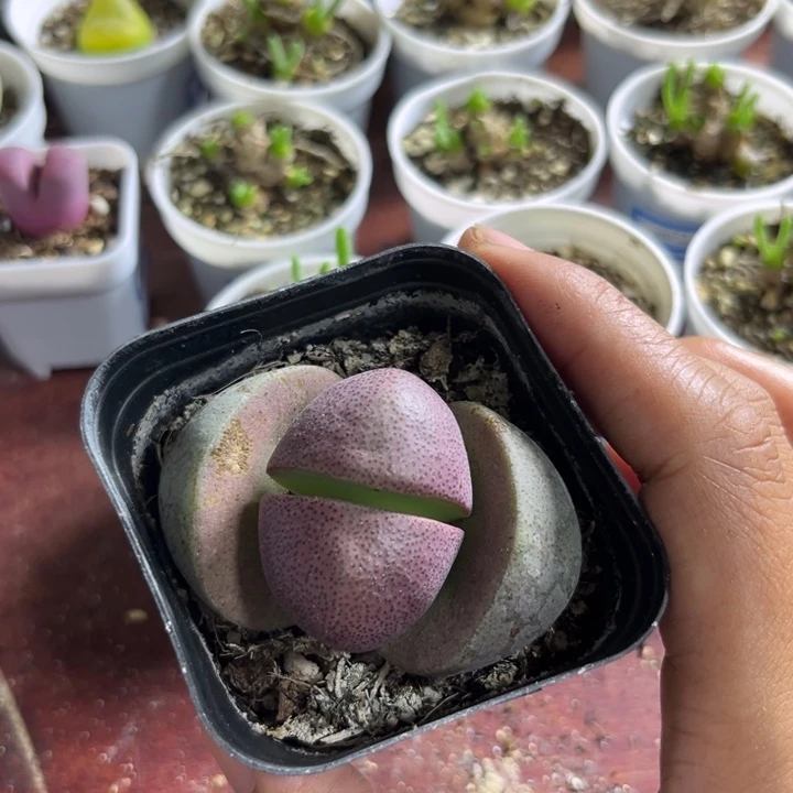 893 紫帝玉多肉植物