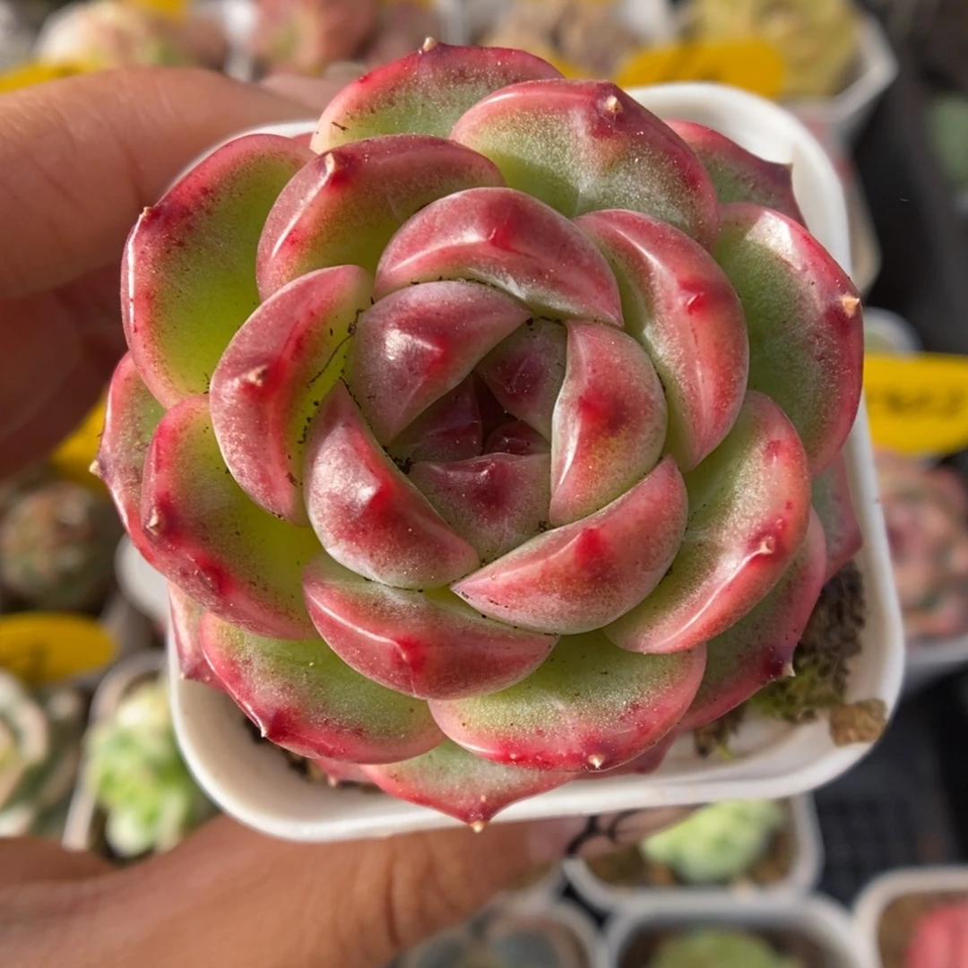 油透珍妮可拍456号。