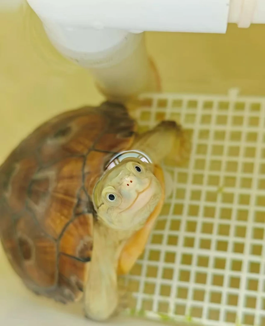 小青龟，黄金巴西，地图龟，火焰龟，