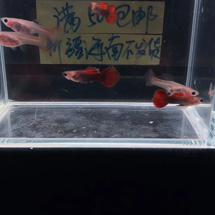 孔雀鱼野红玻璃猫