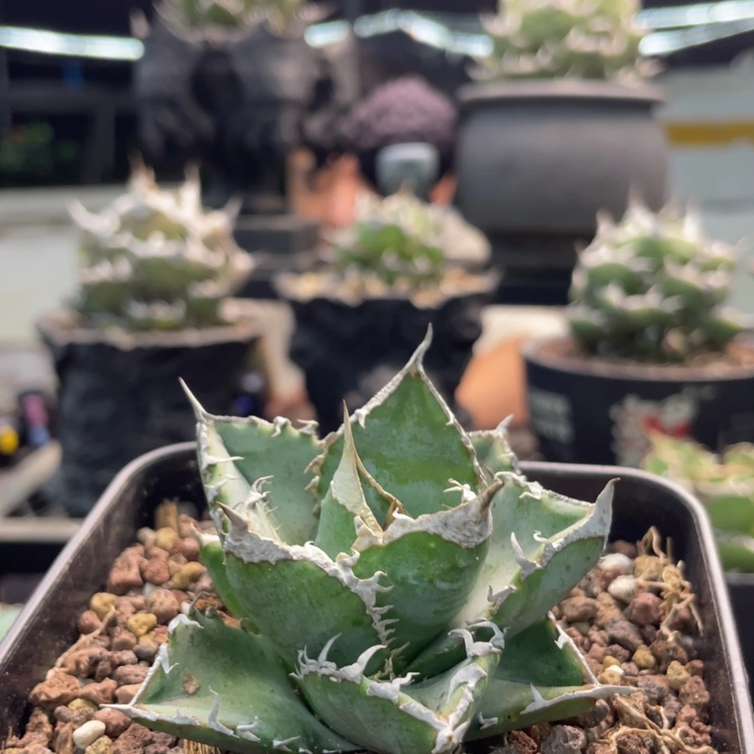 清樱888888888888888