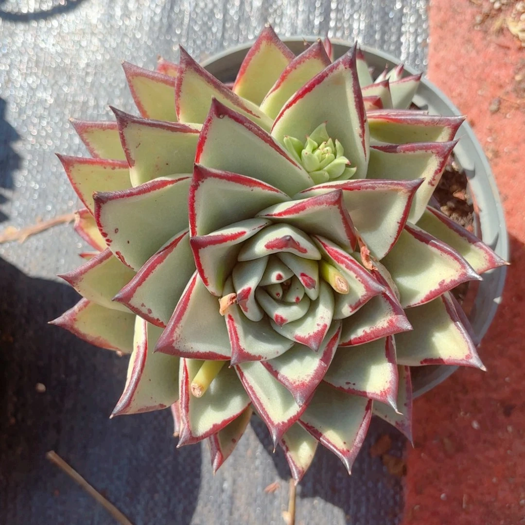 乌木。    乌木。