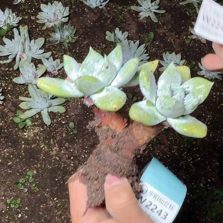 月***清2242苹果拇指多肉