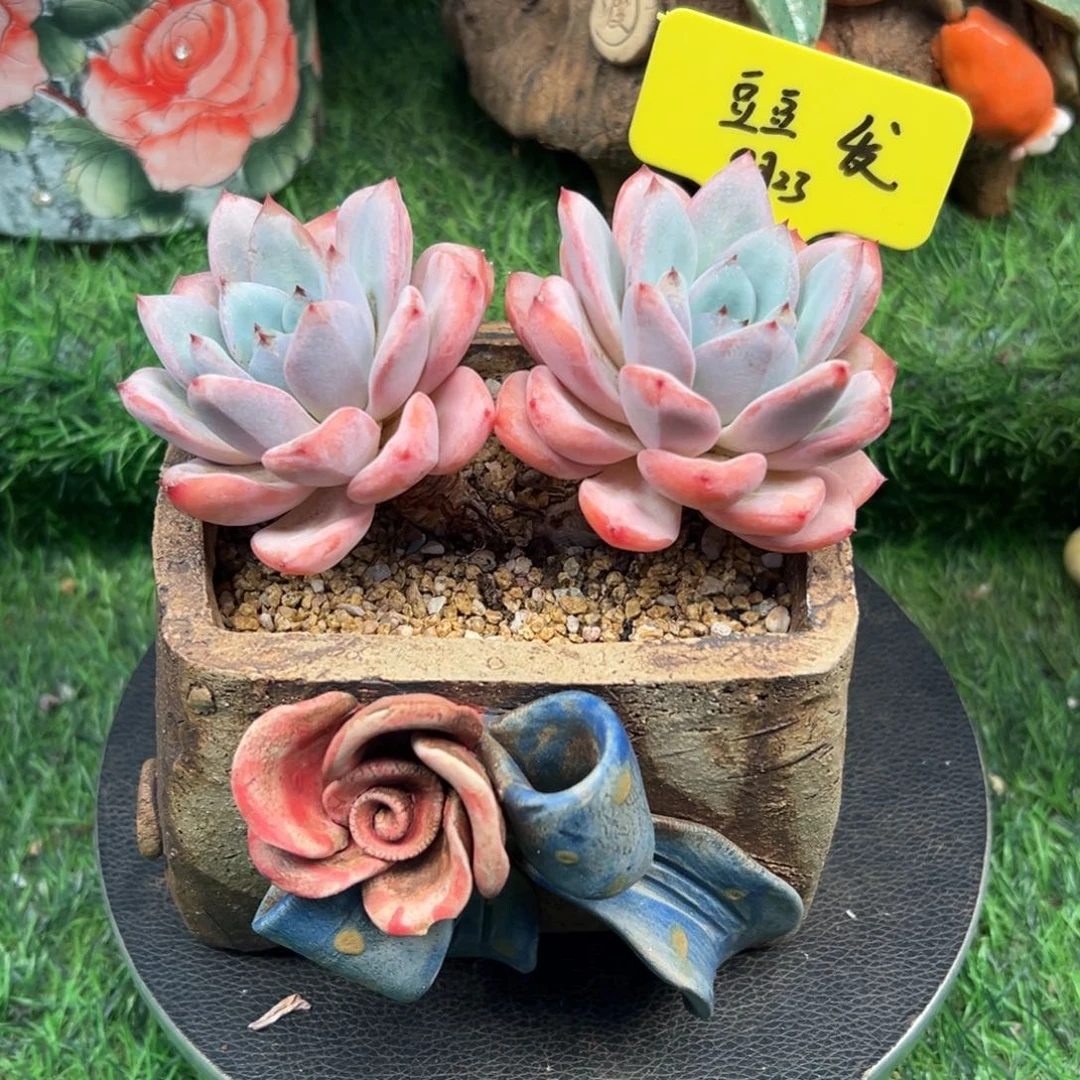 星星橙双头，豆豆发货
