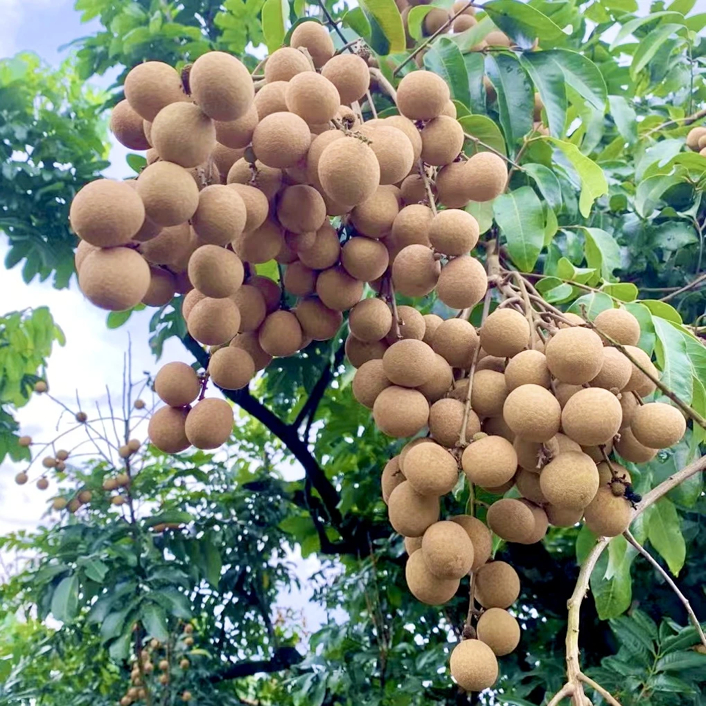 高州自家果园石硖龙眼现摘现发新鲜精选果