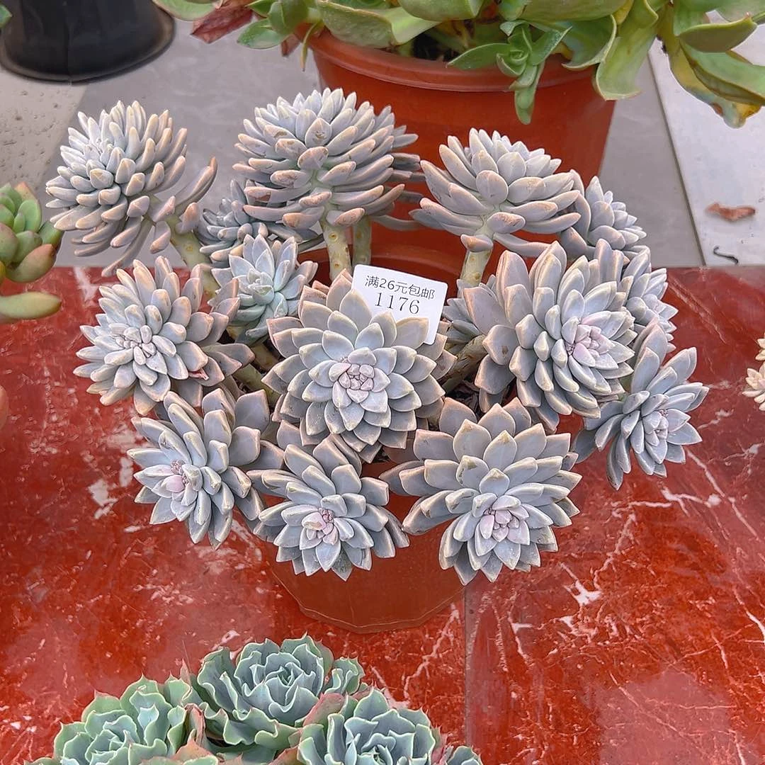 桐***贝1176淡雪多肉植物多肉
