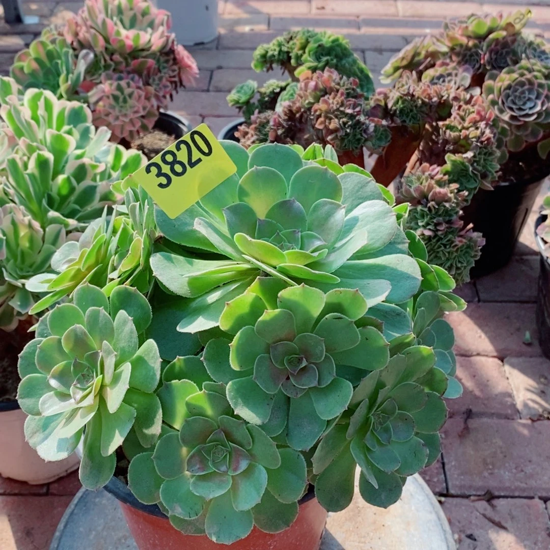 万圣节多肉植物3820