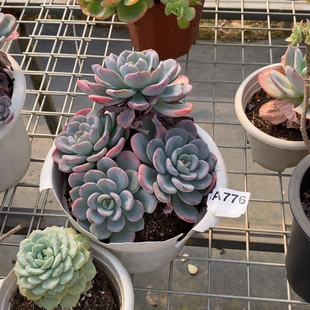 776香橙老桩一物一拍