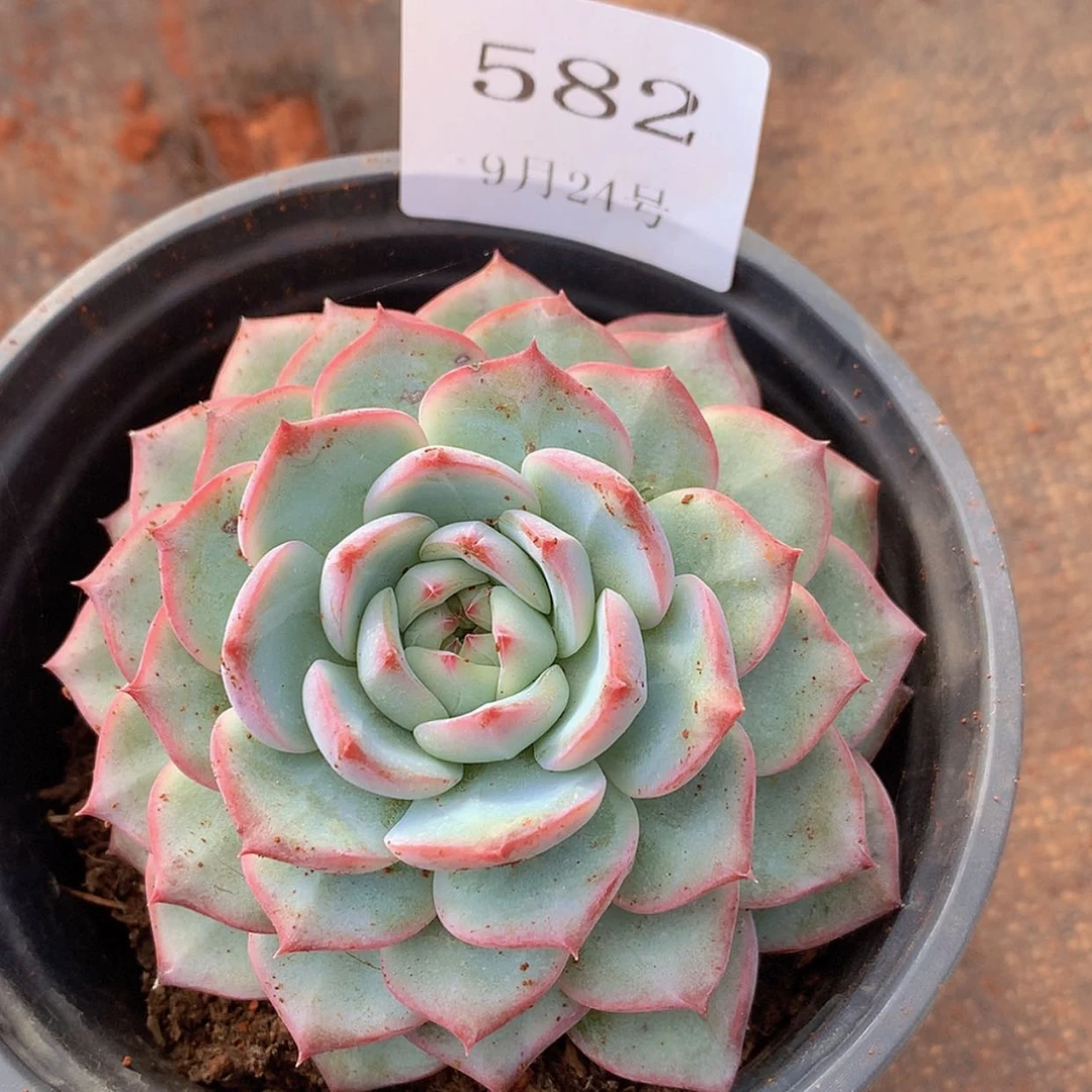 【闪购商品】云582号