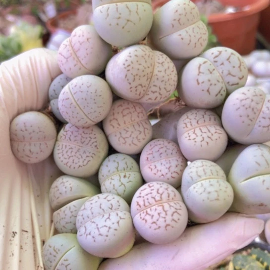 8222，1.7-2.3厘米20棵