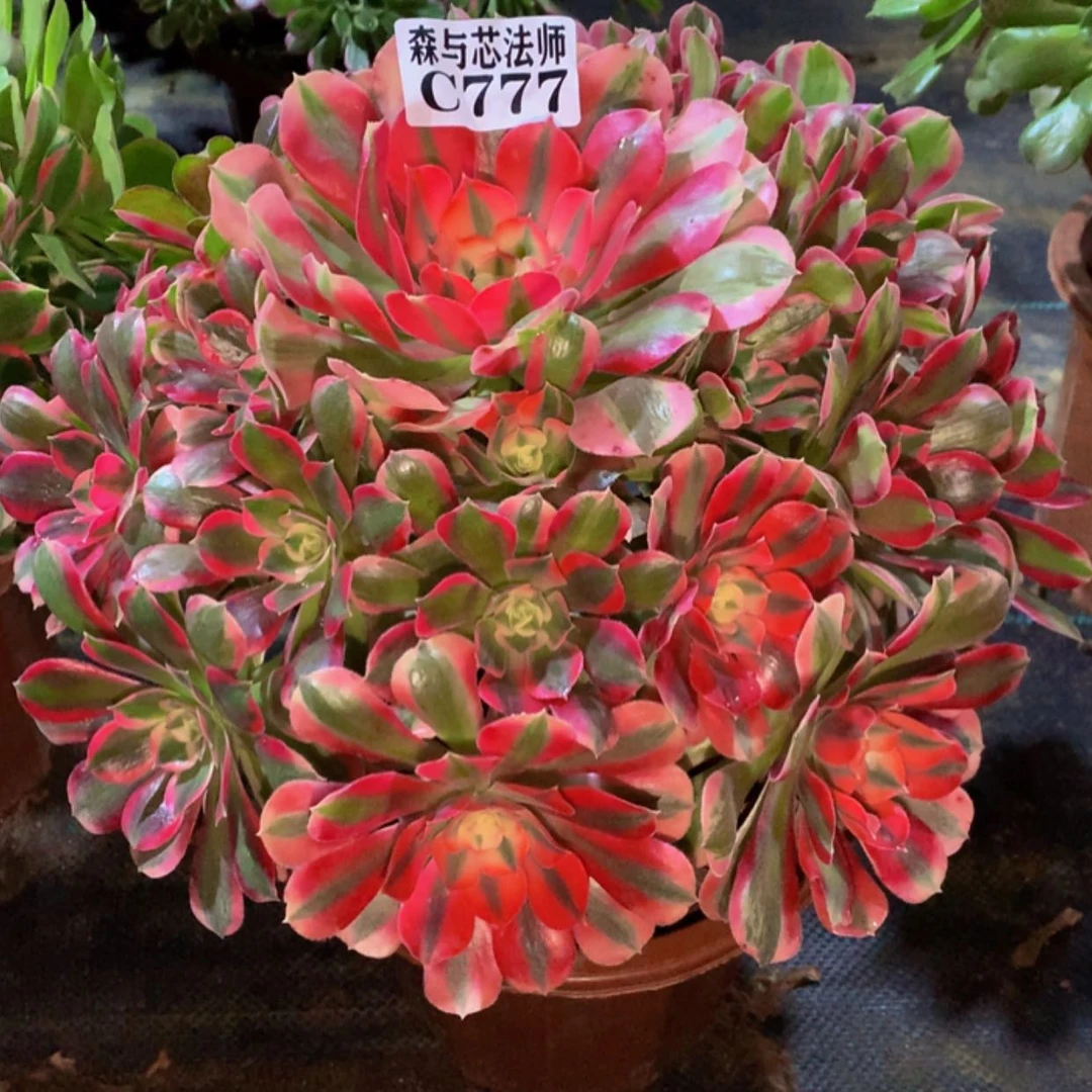 【闪购商品】777粉女郎