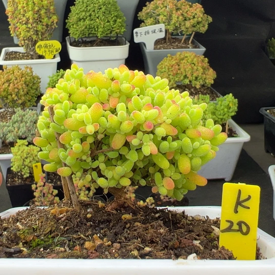 多***水蜜橘带盆带土发货