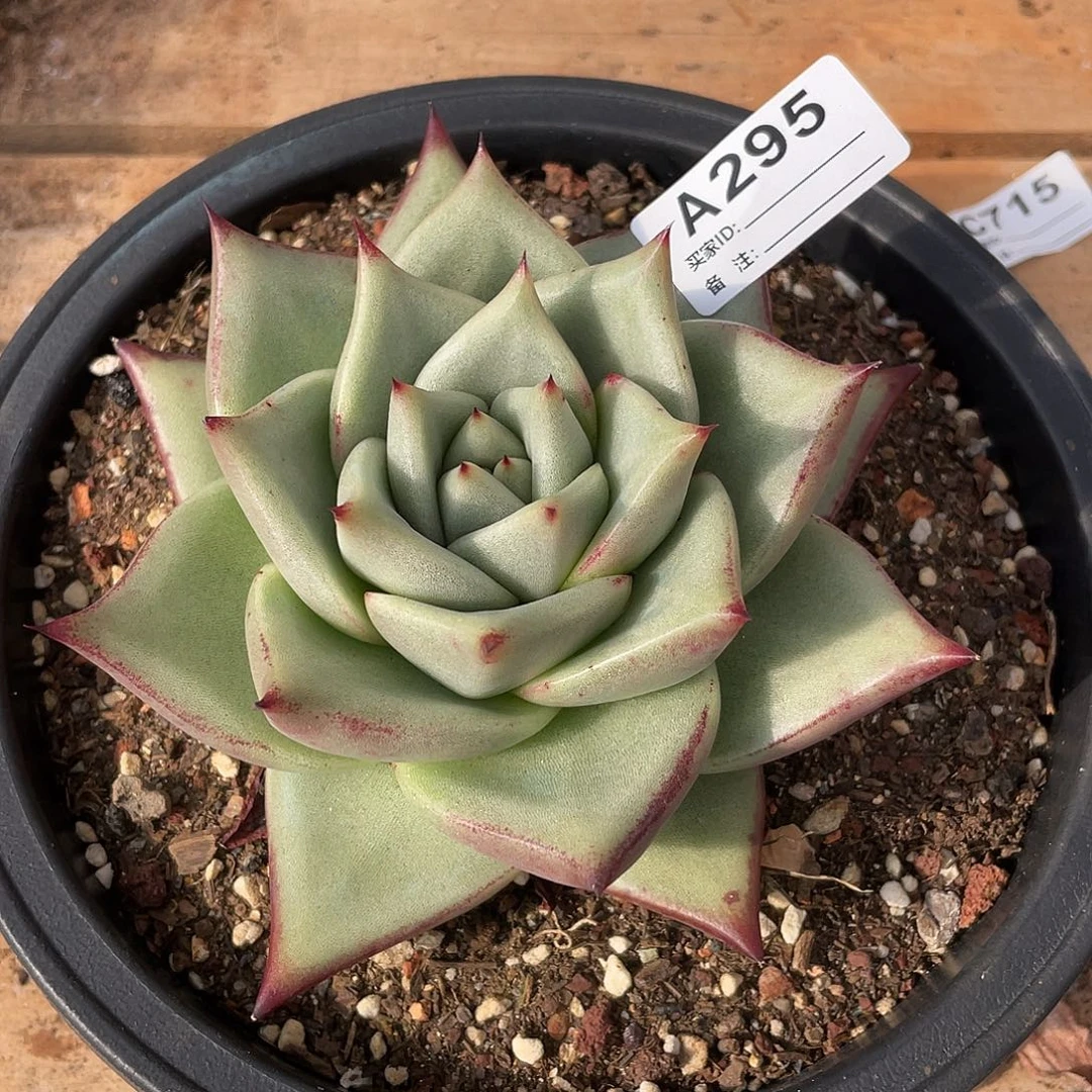 若如东云单拍A295