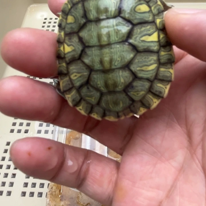 绿毛龟不分公母8888888