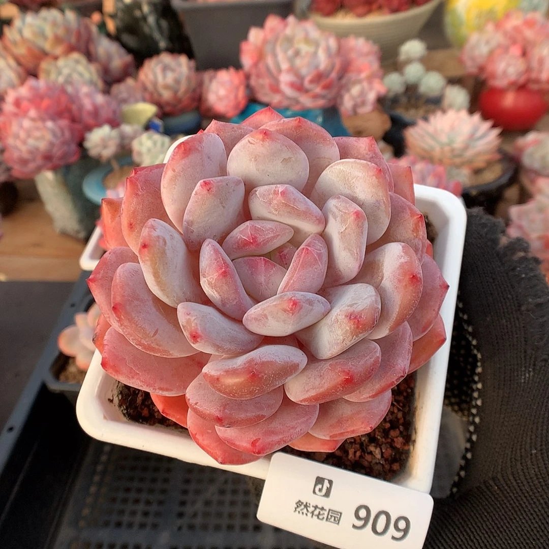 909紫皮橙多肉植物666