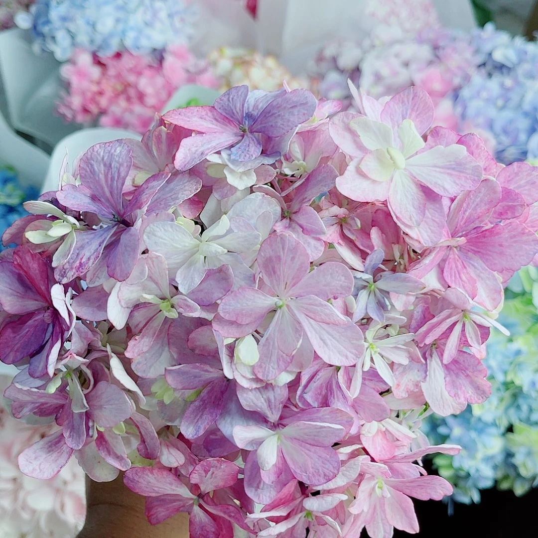 完全开放稀有绣球花29